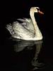 26_cygne.JPG