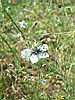 065_blume.JPG