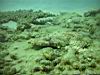 05_crocodile_fish.jpg