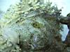 07_goby_.jpg