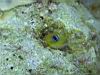 07_goby_big.jpg