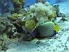 08_angelfish.jpg