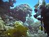 14_lionfish_maja_1.jpg