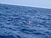 56_dolphins.jpg