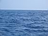 57_dolphins.jpg