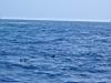 58_dolphins.jpg